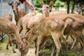 Feed many deer, in the zoo.