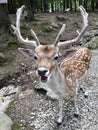 FEED ME PLEASE, FALLOW DEER at deer forest at Southwicks zoo, mendon ma Royalty Free Stock Photo