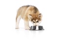 Little dog, cute beautiful Malamute puppy eating from food bowl isolated over white background. Pet looks healthy and