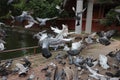 Feed the pigeons as birds of ultimate character and beauty. Royalty Free Stock Photo