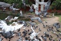 Feed the pigeons as birds of ultimate character and beauty. Royalty Free Stock Photo