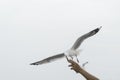 Feed the seagulls by hand on dayligth Royalty Free Stock Photo