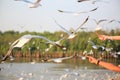 Feed segulls, Bangpu, Thailand Royalty Free Stock Photo