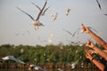Feed segulls, Bangpu, Thailand Royalty Free Stock Photo