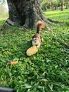 feed the squirrel  squirrel eating mango Royalty Free Stock Photo