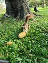 feed the squirrel  squirrel eating mango Royalty Free Stock Photo