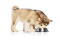 Two little dogs, cute beautiful Malamute puppies eating from food bowl isolated over white background. Pets look healthy