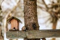 Feeder for the birds