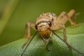 Feeder House Cricket Royalty Free Stock Photo