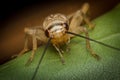 Feeder House Cricket Royalty Free Stock Photo