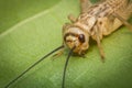 Feeder House Cricket Royalty Free Stock Photo