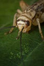 Feeder House Cricket Royalty Free Stock Photo