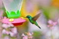 Feeder with hummingbird. Tropic wildlife. Hummingbirds with orange flower. Two green birds Green Violet-ear, Colibri thalassinus, Royalty Free Stock Photo