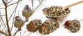 Feeders for birds from seeds and sparows