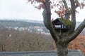 Feeders for birds on a tree in Winter in LanggÃÂ¶ns