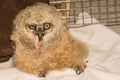 Feeding an abandoned Great Horned Owlet