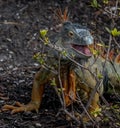 Feeding Adult Green Male Iguana Royalty Free Stock Photo