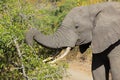 Feeding African elephant