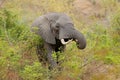 Feeding African elephant, Kruger National Park, South Africa Royalty Free Stock Photo