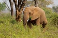 Large African elephant bull feeding, Kruger National Park, South Africa Royalty Free Stock Photo