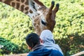 Feeding African giraffe Giraffa camelopardalis in a zoo, an African even-toed ungulate mammal, the tallest living terrestrial