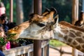 Feeding African giraffe Giraffa camelopardalis in a zoo, an African even-toed ungulate mammal, the tallest living terrestrial