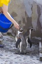 Feeding African penguins Spheniscus demersus