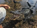 Feeding alligator with cookies in Everglades Royalty Free Stock Photo
