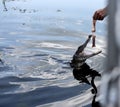 Feeding an alligator on a swamp boat tour of the Bayous outside of New Orleans in Louisiana USA Royalty Free Stock Photo