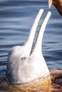 Feeding Amazon river dolphins close-up portrait