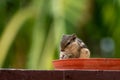 Feeding animals on hot weather Royalty Free Stock Photo