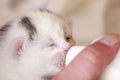 Feeding baby cat foundling