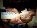 Feeding Baby Cats The milk in the bottle.