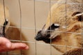 Feeding baby coati Royalty Free Stock Photo