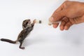 Feeding baby flying Lemur Royalty Free Stock Photo