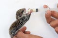 Feeding baby flying Lemur Royalty Free Stock Photo