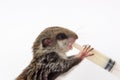 Feeding baby flying Lemur Royalty Free Stock Photo