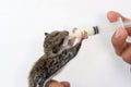 Feeding baby flying Lemur Royalty Free Stock Photo