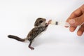 Feeding baby flying Lemur