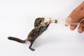 Feeding baby flying Lemur Royalty Free Stock Photo