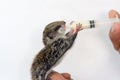 Feeding baby flying Lemur Royalty Free Stock Photo