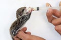 Feeding baby flying Lemur Royalty Free Stock Photo