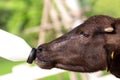 Feeding a baby of murrah buffalo (water buffalo) from bottle. Royalty Free Stock Photo