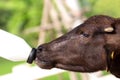 Feeding a baby of murrah buffalo (water buffalo) from bottle. Royalty Free Stock Photo