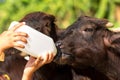 Feeding a baby of murrah buffalo (water buffalo) from bottle. Royalty Free Stock Photo