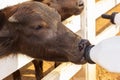 Feeding a baby of murrah buffaloes from bottle in a farm Royalty Free Stock Photo