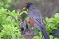Feeding Baby Robins Royalty Free Stock Photo