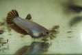 Feeding Baby Siamese Fighting Fish Betta Splendens in the Aquarium with Frozen Baby Brine Shrimp