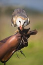 Feeding barn owl Royalty Free Stock Photo