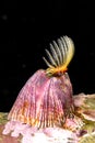 Feeding barnacle in California